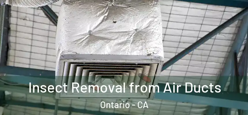 Insect Removal from Air Ducts Ontario - CA